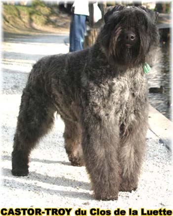 bouvier des flandres du clos de la luette - copyright d&eacute;pos&eacute;